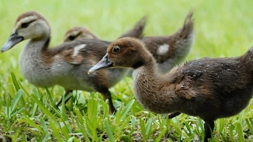 Pháp phát hiện ổ dịch cúm gia cầm độc lực cao tại trang trại nuôi vịt