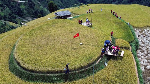 Mùa lúa chín nơi rẻo cao Bắc Yên, Sơn La