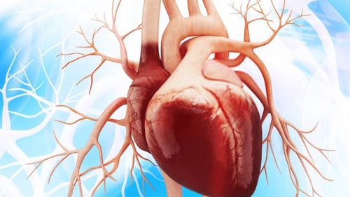 Tim người có "bộ não" riêng