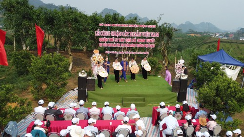 Công nhận quần thể 57 cây chè cổ Shan tuyết ở Mộc Châu là cây di sản Việt Nam