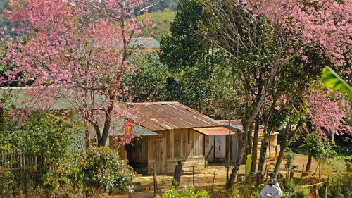 Mai anh đào khoe sắc trên buôn làng người K’Ho ở Lâm Đồng