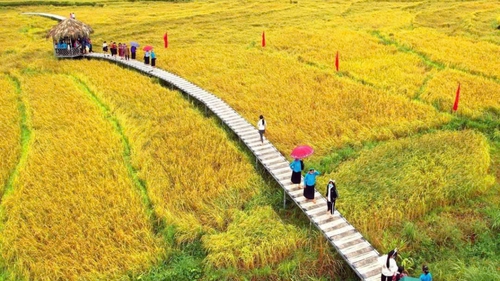 Lễ hội Mùa vàng miền Soóng cọ: Quảng bá bản sắc văn hóa của đồng bào vùng cao Quảng Ninh