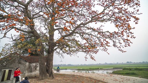 Vì một miền quê đáng sống: Cây gạo - "Biểu tượng sống" lặng thầm của làng quê