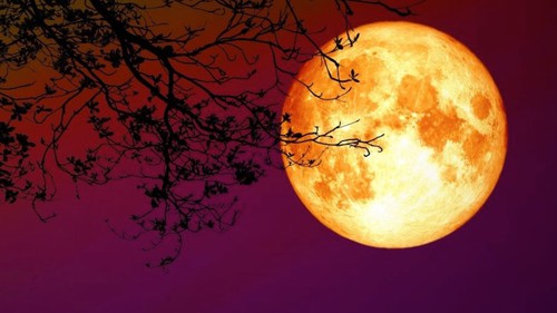 Ngẫm ngợi cuối tuần: Nhớ trăng tròn, quả thị ngày xưa