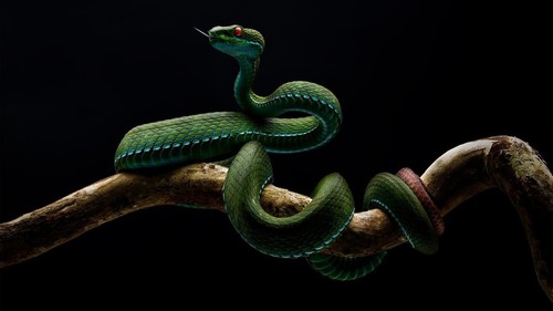 Thu hồi giải Nhất cuộc thi ảnh 'Thiên nhiên hoang dã Việt Nam 2025' vì tác phẩm dàn dựng