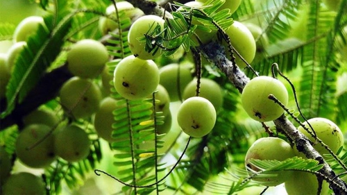 Ngẫm ngợi cuối tuần: Phận của mỗi loài cây