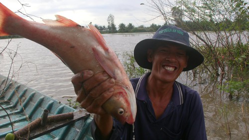 Trù phú mùa cá đồng ở Cần Thơ sau nhiều năm "đói" lũ