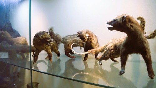 Trải nghiệm "thế giới thu nhỏ" của Khu dự trữ sinh quyển Pù Huống