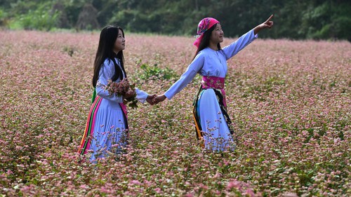 Mùa hoa đánh thức bước chân về miền cực Bắc Tổ quốc