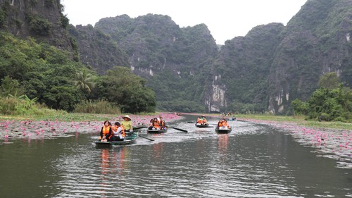 Mùa hoa súng nơi miền di sản