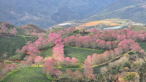 Sa Pa vào mùa mai anh đào khoe sắc