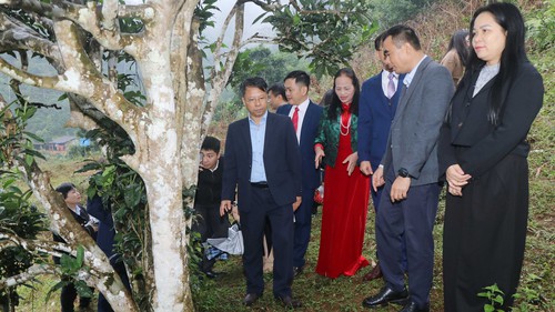 12 cây chè shan tuyết ở Thái Nguyên được công nhận là Cây Di sản Việt Nam