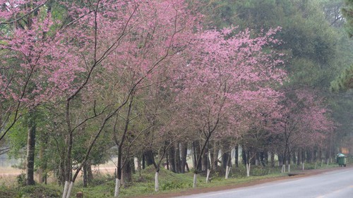 Măng Đen đón khách ngắm hoa anh đào với nhiều hoạt động đặc sắc