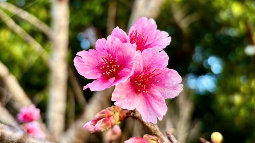 Hoa anh đào nở sớm - "Đại sứ" du lịch mới của mảnh đất Điện Biên