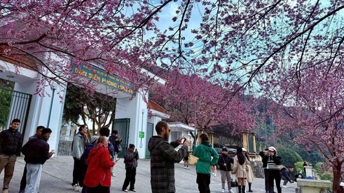 Chuẩn bị đón Lễ hội hoa Mai Anh Đào nơi cực Bắc Tổ quốc Lũng Cú