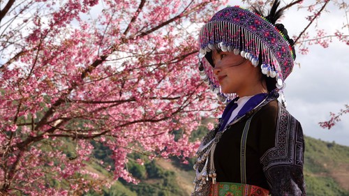 Lung linh sắc hoa Tớ Dày ở vùng cao Mù Cang Chải