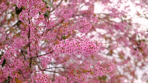 Mùa mai anh đào Đà Lạt "vẫy gọi" du khách