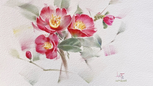 Cây trà cổ hơn 600 tuổi nhưng không uống được