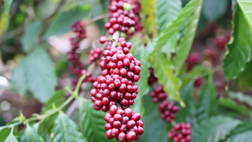 Góc nhìn 365: "Di sản" cà phê