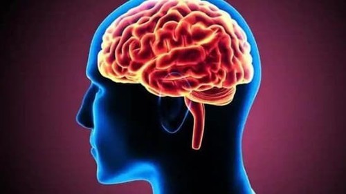 Phát triển phương pháp đo lường hoạt động gene then chốt trong não