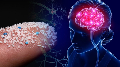 Báo động rác nhựa xâm nhập não người