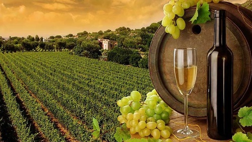 Báo động rượu vang châu Âu nhiễm chất ô nhiễm “vĩnh cửu”
