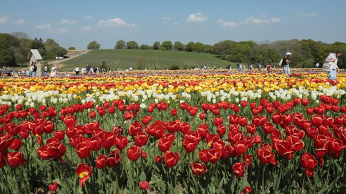Vẻ đẹp cánh đồng hoa tulip nổi tiếng Vương quốc Anh