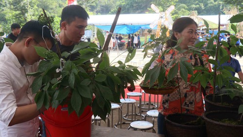 Quảng Nam hình thành trung tâm công nghiệp dược liệu, sâm Ngọc Linh là cây chủ lực