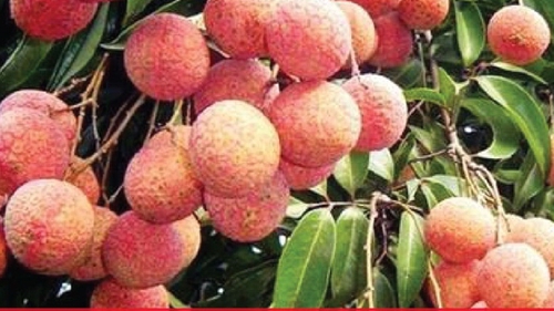 Niên vụ vải thiều 2025: Sản lượng thu hoạch dự kiến tăng khoảng 30%