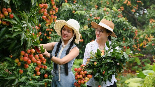 Hút khách du lịch mùa vải thiều
