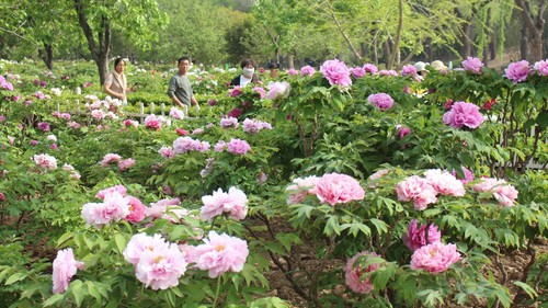 Trung Quốc trở thành điểm đến hàng đầu của du khách Hàn Quốc