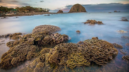 Những hình ảnh tuyệt đẹp về hệ sinh thái biển đảo Việt Nam