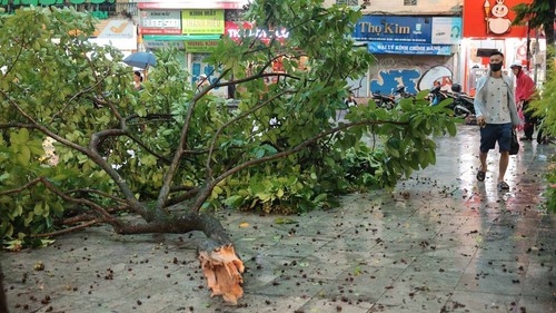 Hình ảnh nhiều cây lớn bị quật đổ trên các tuyến đường phố Hà Nội