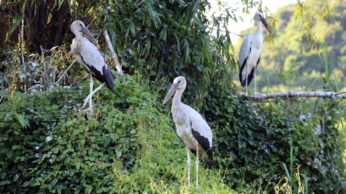 Khám phá xứ sở của các loài chim giữa lòng di sản