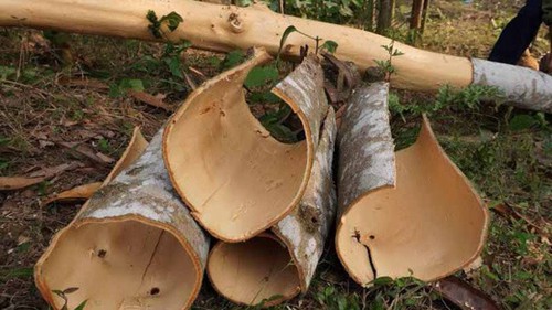 Vỏ cây - Hướng đi mới trong nỗ lực thay thế thuốc trừ sâu hóa học