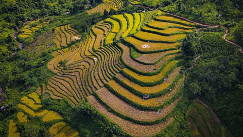 Mùa vàng óng ánh trên cánh đồng bậc thang Huổi Thanh