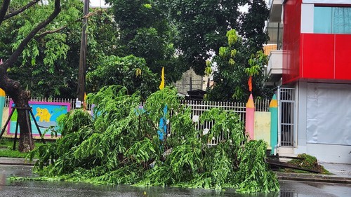 Huế: Nhiều cây xanh, phương tiện đổ ngã do ảnh hưởng cơn bão số 10