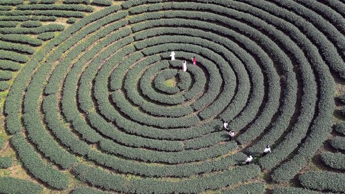 Vẻ đẹp thơ mộng trên những nương chè xanh mướt ở Sơn La