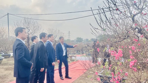 Hoa đào khoe sắc tại Lễ hội “Đào Nhật Tân - sắc xuân Hồng Hà”