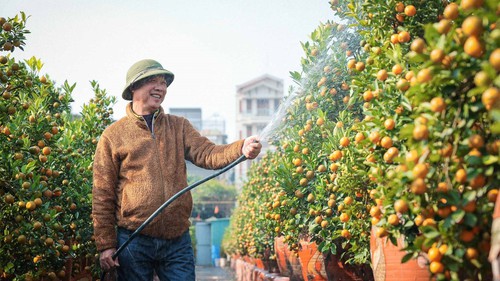 Quất cảnh Tứ Liên: "di sản" xanh của Tết Việt