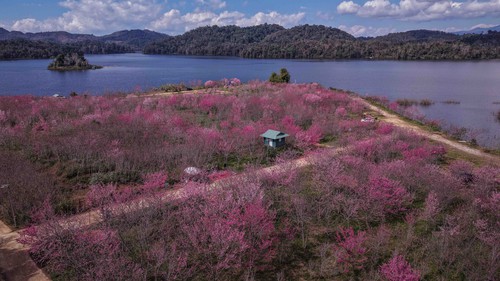 Anh đào nở rộ trên đảo hoa Pá Khoang, Điện Biên