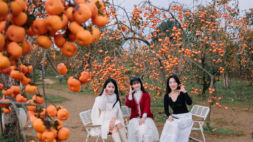 Du lịch Mộc Châu sôi động những ngày đầu năm mới 2026