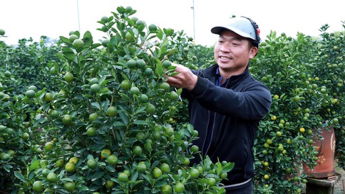 Vựa quất Ninh Bình rộn ràng 'chốt đơn' vụ Tết