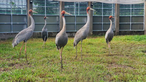 Sếu đầu đỏ thích nghi với môi trường khu bảo tồn của Vườn quốc gia Tràm Chim