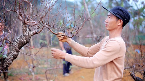 Đào thế cổ Đà Bắc sẵn sàng phục vụ thị trường Tết Nguyên đán 2026