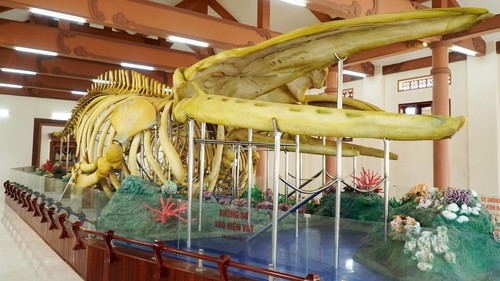 Cần khắc phục phần hư hỏng ở bộ xương Cá Ông Lăng Tân, Lý Sơn