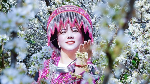 Lào Cai: Hoa mận trắng tinh khôi hút khách ở vùng cao Púng Luông