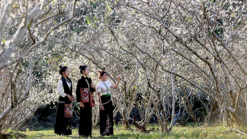 Sơn La mùa hoa mận nở