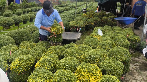Vĩnh Long: Cúc mâm xôi tăng giá, hút hàng