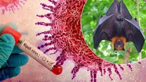 Philippines cảnh báo người dân về virus Nipah